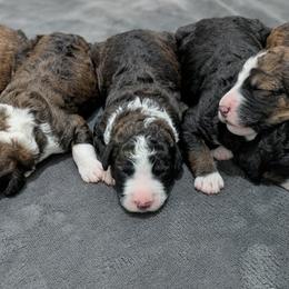 Bernedoodle Puppies from Harpers Ferry Doodles