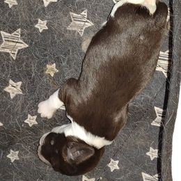 English Springer Spaniel Puppies from Shermade Springers