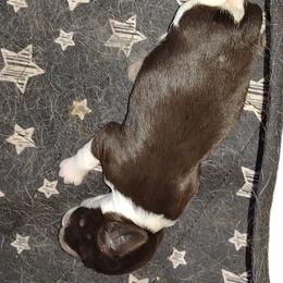 English Springer Spaniel Puppies from Shermade Springers
