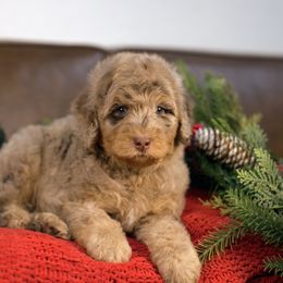 Cardamom - Brown male Bernedoodle puppy in Queen Creek, Arizona from Dulcito Doodles
