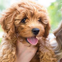 Cavapoos from Marmalade Cavapoos