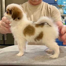 Boy 1 - Black tan and white male Japanese Chin puppy in Little Rock, Arkansas from Montra Japanese Chin & Cavalier King Charles Spaniels