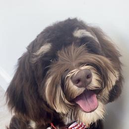 Cooper - Australian Labradoodle