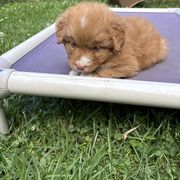 Boerboel and Nova Scotia Duck Tolling Retriever Puppies from Voyageur Kennels