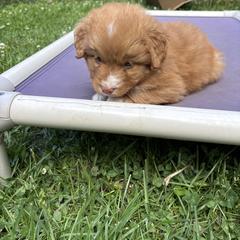Boerboel and Nova Scotia Duck Tolling Retriever Puppies from Voyageur Kennels