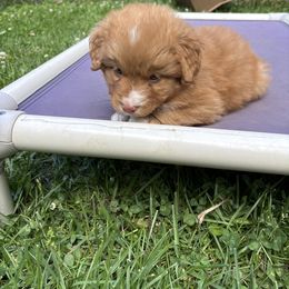 Boerboel and Nova Scotia Duck Tolling Retriever Puppies from Voyageur Kennels