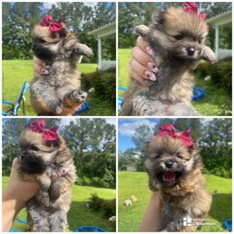 Akc Gretchen - Orange sable female Pomeranian puppy in Jacksonville, North Carolina from Bourlet Poms
