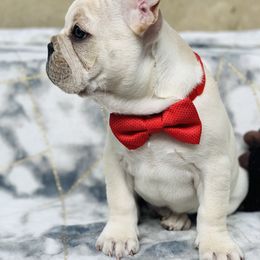 French Bulldog Puppies from French Paws