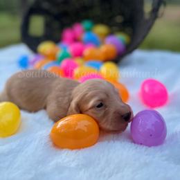 Teddy - Cream male Dachshund puppy in Colbert, Georgia from Southern Drawl Dachshunds