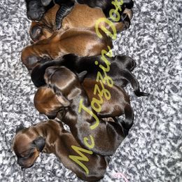Dachshund Puppies from McJazzin Doxies