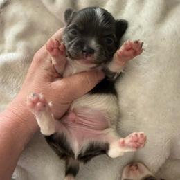 Bluey - Blue and white male Chihuahua puppy in Hackleburg, Alabama from Clements Chihuahua