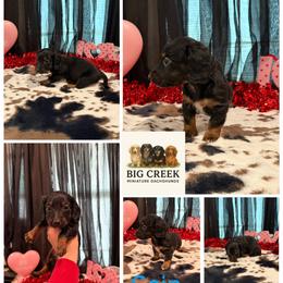 Cain - Black and tan male Dachshund puppy in Durant, Oklahoma from Big Creek Mini Dachshund