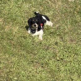 Delilah - Dachshund