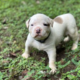 Kelley - American Bulldog puppy in Pace, Florida from Genesis American Bulldogs