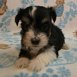 Girl 2 - Black and white female Havanese puppy in Deer Park, Washington from Mt. Top Havanese