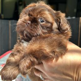 Maestro he's 2500 - Liver male Shih Tzu puppy in Kempner, Texas from Shih Tzu Reign
