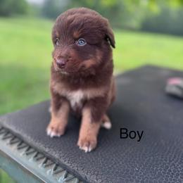 Breezy - Red tri-color male Australian Shepherd puppy in Big Sandy, Texas from Rocking S Ranch