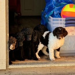 Dalmatian, Poodle, and Rhodesian Ridgeback Puppies from Ruffles, Ridges, & Spots!