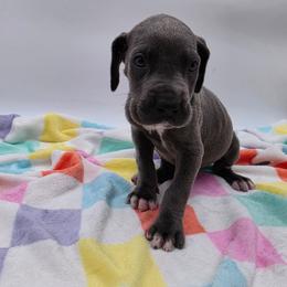Levi - Blue male Great Dane puppy in Kannapolis, North Carolina from Carolina Great Danes & Toy Poodles