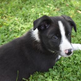 Border Collie Puppies from Porter’s Borders