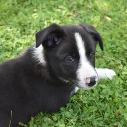 Border Collie Puppies from Porter’s Borders
