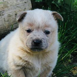 Amos - Red speckled male Australian Cattle Dog puppy in Redding, California from Macushla Kennel