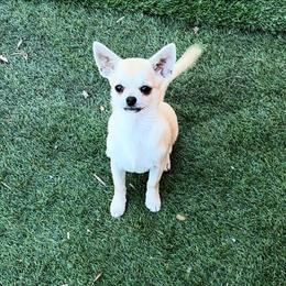 Enzo - Fawn male Chihuahua puppy in Miami, Florida from GioVel Chihuahua and Italian greyhounds