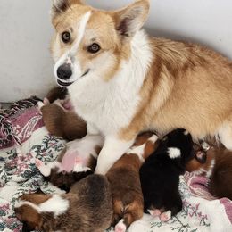 Pembroke Welsh Corgi Puppies from Cozy Corgi Ranch