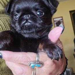 Trucker - Black and tan male Brussels Griffon puppy in Burton, Michigan from Purple Moon Pups