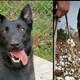 Belgian Malinois and German Shepherds from True Grit Kennels