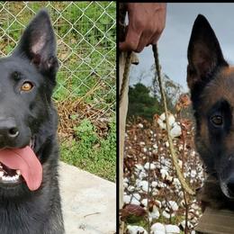 Belgian Malinois and German Shepherds from True Grit Kennels
