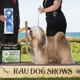 Tibetan Terriers from Halo Tibetan Terriers