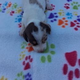 Dachshund puppies from KL Country