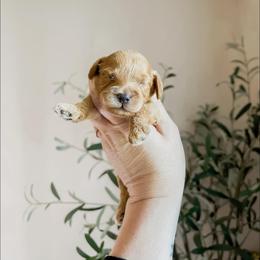 Little Boy Blue (Mother Goose Nursery Rhyme litter) - Red  male Goldendoodle puppy in Hopkins County, Texas from Boutique Doodles