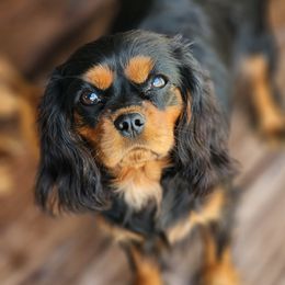 Kiwi - Cavalier King Charles Spaniel