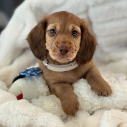 Dachshund Puppies from For the Love of Doxens