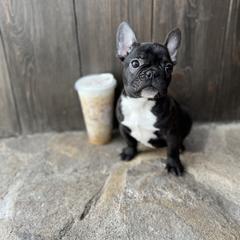Skunkie - French Bulldog puppy from Kayla's French Bulldogs