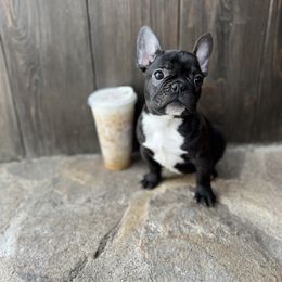 Skunkie - French Bulldog puppy from Kayla's French Bulldogs