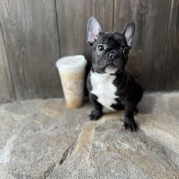 Skunkie - French Bulldog puppy from Kayla's French Bulldogs