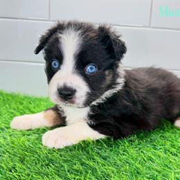 Red - Black & white male Miniature Australian Shepherd puppy in Newberry, Florida from Southern with Grace Mini Aussies