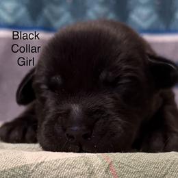 Black Collar - Black female Labrador Retriever puppy in Lincoln, Nebraska from Labrador Retriever Breedings