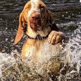 Bracco Italianos and German Wirehaired Pointers from Claddagh Kennel