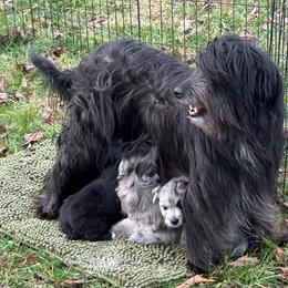 Promise Girl 2 - Black female Pyrenean Shepherd puppy in Ripley, Ohio from La Rive Pyr Sheps LLC