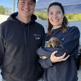 Wally - Brindle male Dachshund puppy in Temecula, California from Naomi Magee's Dachshund Kennel