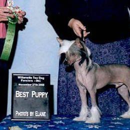Chinese Crested, Ibizan Hound, and Saluki All Grown Up from Castlecove