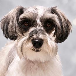 Miniature Schnauzer puppies from 1 Smart Choice Schnauzers Babies
