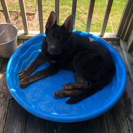 German Shepherds from Konigsdorf