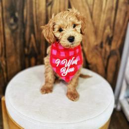 Goldendoodle Puppies from Highland Grove Doodles, LLC