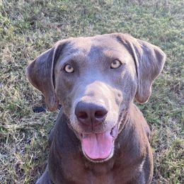 Dilute Retrievers and Labrador Retrievers from Loblockee Creek Labs of Auburn