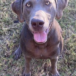 Dilute Retrievers and Labrador Retrievers from Loblockee Creek Labs of Auburn